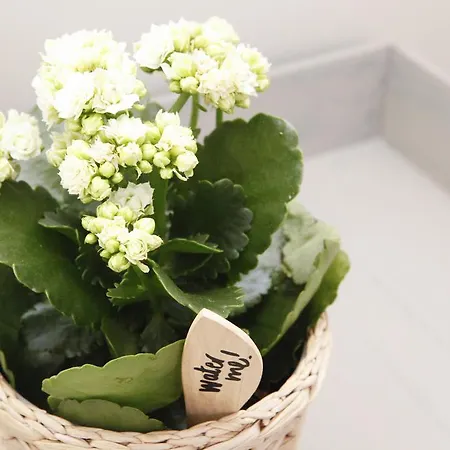 Flores