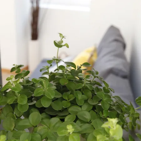 Flores Alojamento de Acomodação e Pequeno-almoço 3*