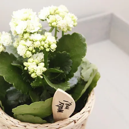 Flores 3*